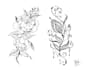 draw line drawing or pencil sketch illustrations