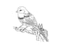 draw animal line art
