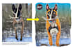 make cute and attractive cartoon design of your pets photo