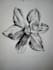 draw any object in pencil