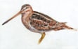 draw color pencil sketch or digital drawing as your demand