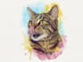 do a custom pet portrait, dog portrait, cat portrait
