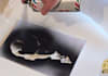 create a stencil from a photo of your portrait and give you the image file or the design originated