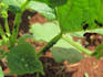 do all your entomology tasks