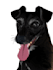 draw your pets into awesome vector potrait within 12 hours