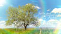 create beautiful wedding photo gallery