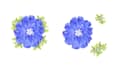 draw flowers or plants illustration for you