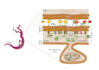 design medical, scientific illustration, figures, and diagrams