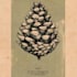 make a pattern or package illustration