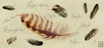 create customized medical and scientific illustration