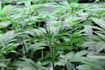 write top shelf cannabis industry content