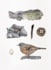 draw any bird species for you