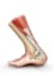 design medical and scientific illustration