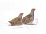draw a scientific illustration