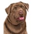 draw high quality vector art for your pet