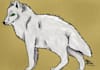 draw any animal you request