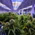 write medical cannabis content for you