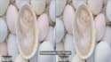 convert your any 2d videos to 3d videos anaglyph sidebyside topandbottom formats