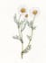 create beautiful hand drawn flower illustrations