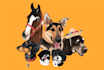 draw pet vector cartoon of dog, cat or any pet portrait in 24 hours
