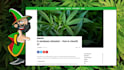 post cannabis, marijuana, cbd oil related article on da 41