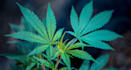 write SEO cannabis, hemp, cbd, and weed articles