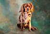 draw a pet potrait in digital oil painting