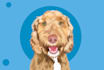 do vector illustration dog cat animal pet cartoon portrait