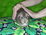 customize a distance energy healing session
