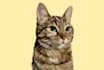 draw your dog or any pets into cartoon