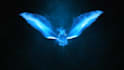 make 3 magic bird logo intro animation