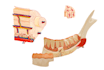 do medical and scientific illustrations