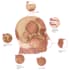 draw anatomy and medical vector illustration