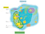 design attractive scientific and medical illustrations