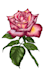 textile graphic design for you