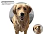 draw a cartoon for your pets in 24 hour