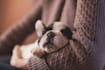 write an expert article about pets in spanish