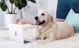 write SEO blogs and articles about dogs, cats and all pets