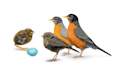 illustrate birds in photoshop
