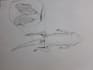 make amazing sketches and drawings