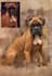 create your pet photo into oil painting