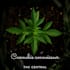 do cannabis content writing and cannabis articles