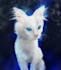paint a picture of your pet