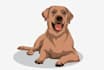 draw vector illustration animal dog cat pet cartoon potratit