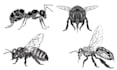 do scientific insect illustration
