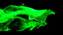 do stunning wolf, horse, lion or panther logo animation