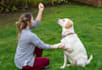 give you expert dog training advice