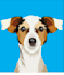 professional animal digital illustrations custom designs