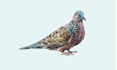 draw birds illustration for you