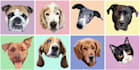create digital portrait of your pet